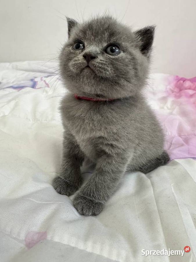 Kotki brytyjskie Kozienice sprzedam