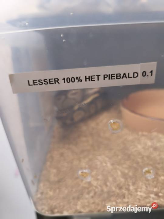 Sprzedam pytony królewskie lubelskie Łuków