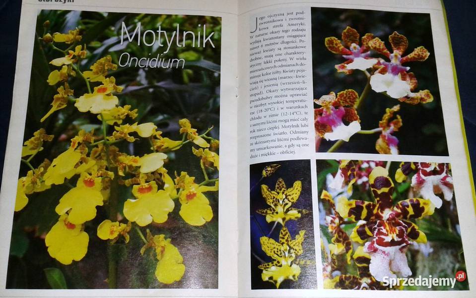 Storczyki Kwietnik poleca Gatunki Wymagania miękka Chełm
