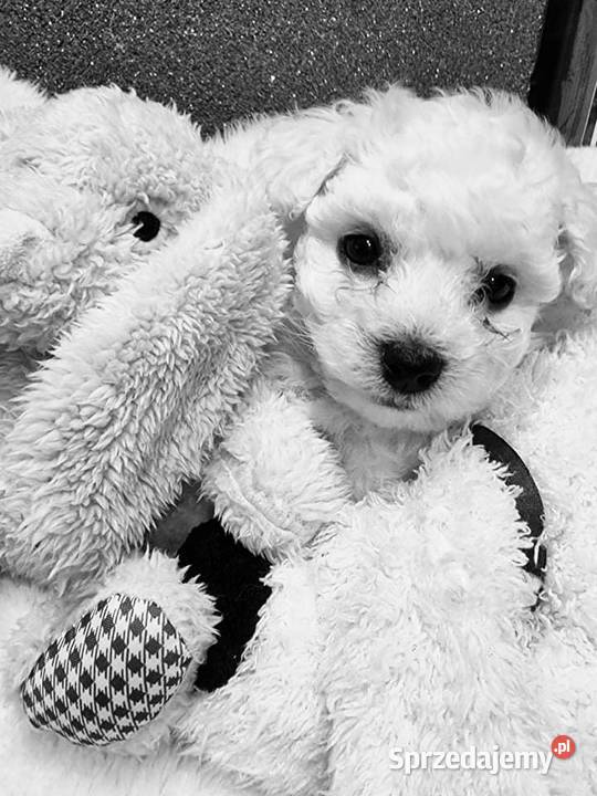 Bichon Frise Ząbki sprzedam