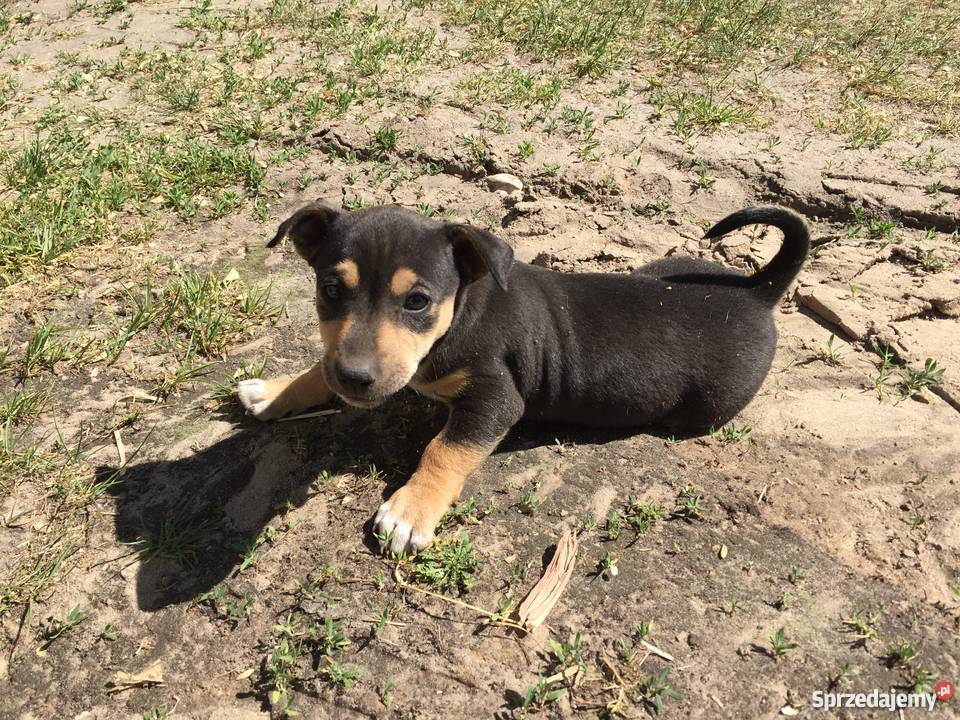 Szczeniaki kundle Zwierzęta mazowieckie Władysławów