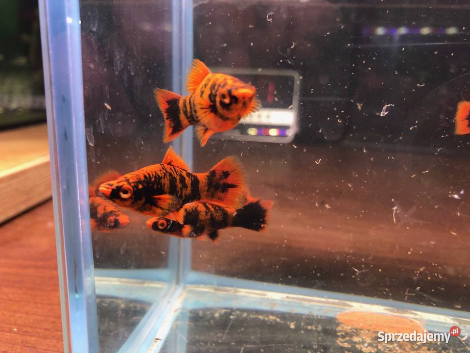 Marble mieczyki ładne