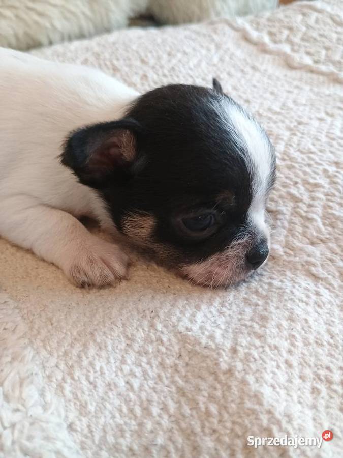 Chihuahua chłopiec DOLAR