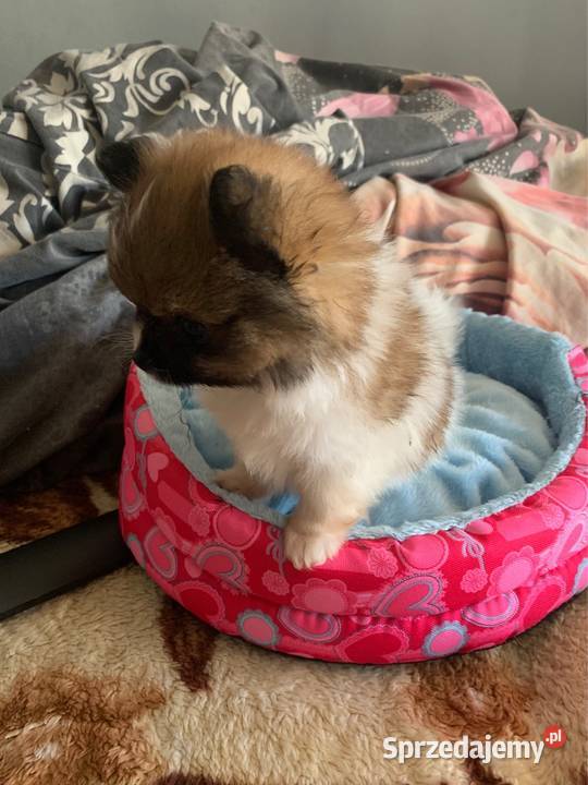 Szpic mini piesek pomeranian z rodowodem mazowieckie Stare Polesie