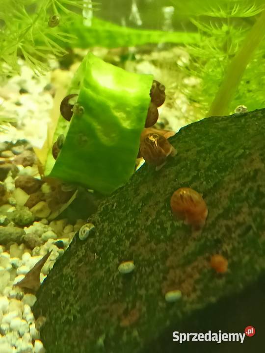 Ślimaki do akwarium Więcbork sprzedam