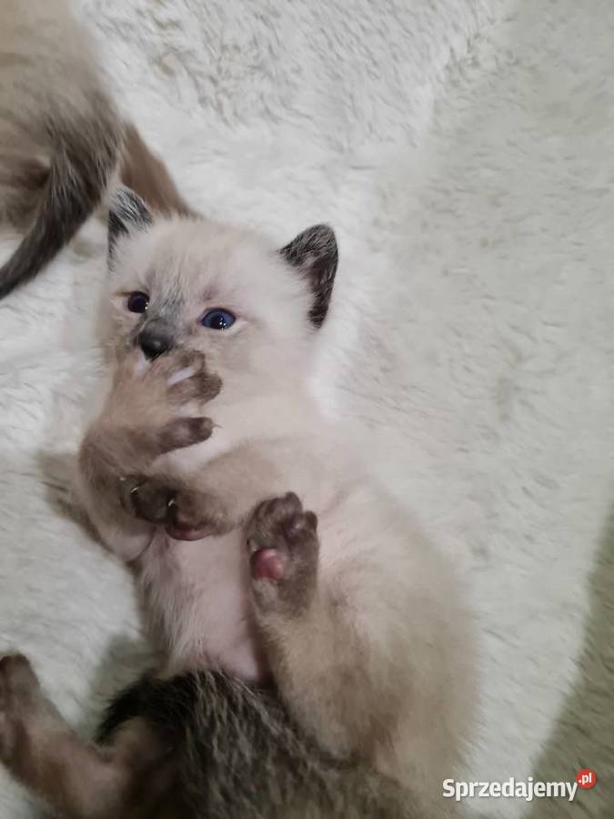 Kociaki Syjamskie do rezerwacji Lipno sprzedam