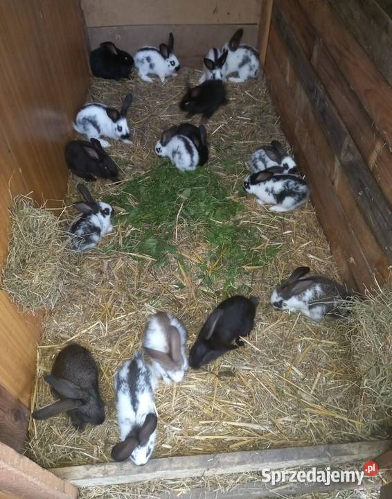Króliki króliki Kościan sprzedam