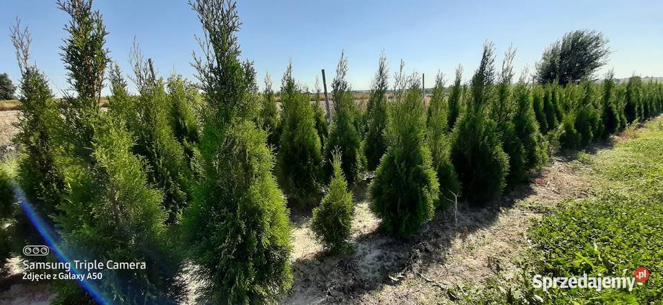 Tuja szmaragd 110120 2022 Producent lubelskie Bychawa sprzedam