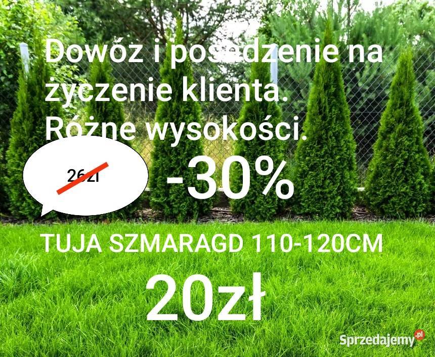 Tuja szmaragd 110120Teraz jedyne 20 małopolskie Zabłędza