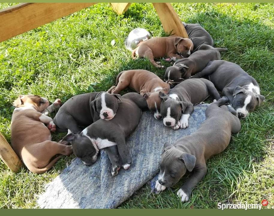 Amstaff BLUE TRICOLOR