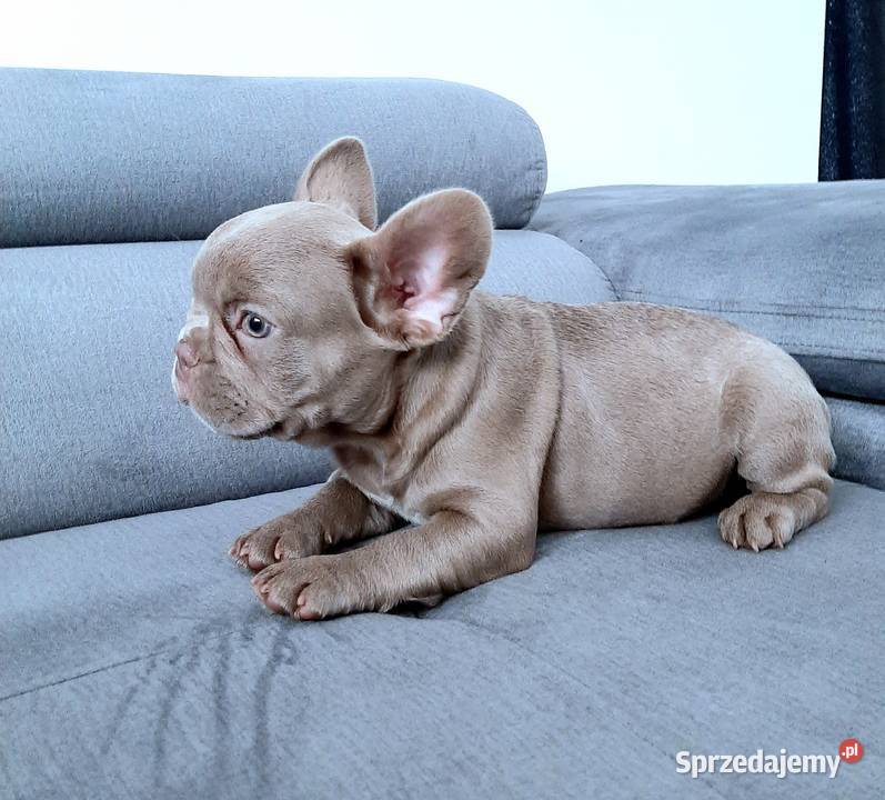 Buldog francuski pies isabella Pabianice