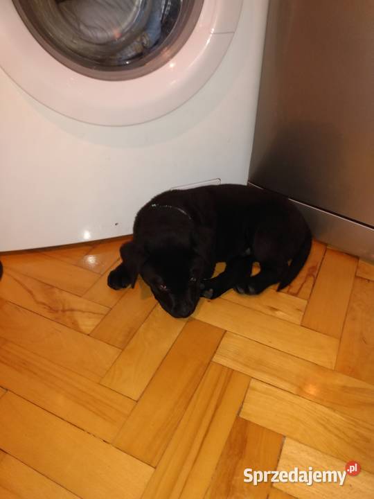 Labrador czarny 3 miesiace
