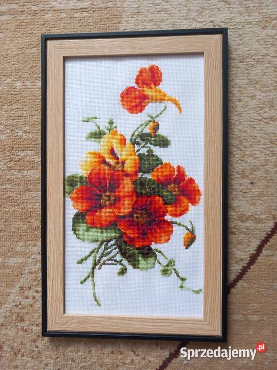 Nasturcja Nowy Dwór Gdański