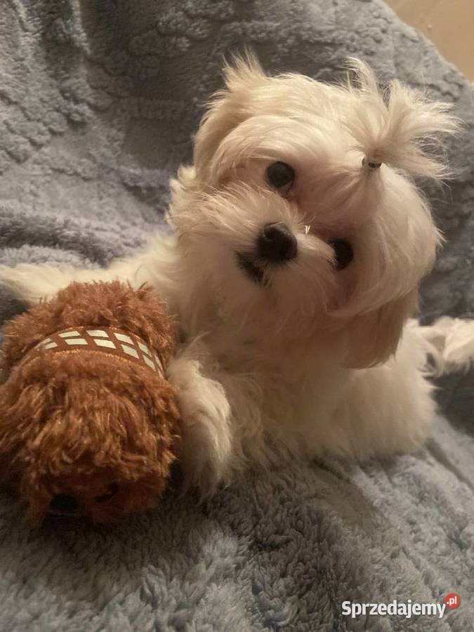 suczka i piesek maltańczyk Cyców