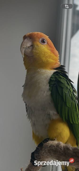 Barwinka białobrzucha Poznań