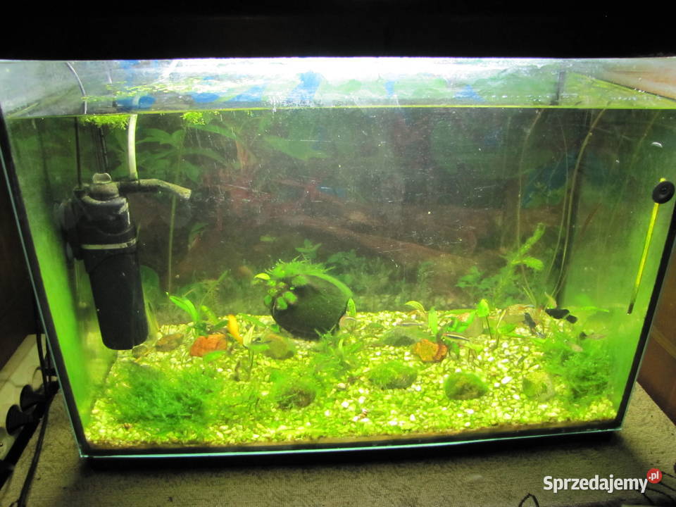 Akwarium 72 l z obsadą Akwarystyka