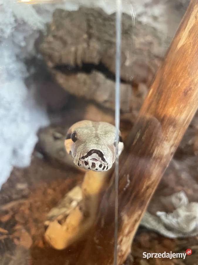 Samiec Boa imperator Dębno