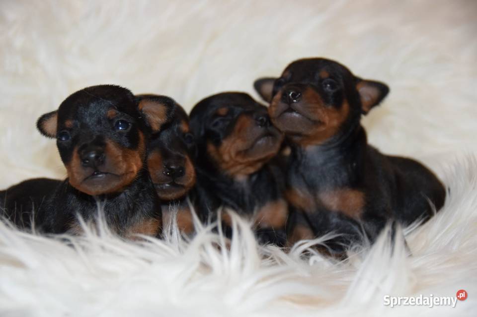 Pinczer Miniaturowy ZKWP fci sprzedam