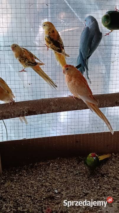 Sprzedam papugi Świergotki seledynowe mazowieckie sprzedam