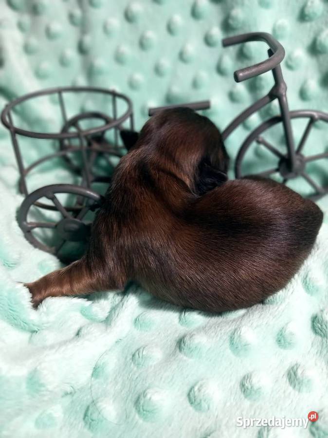 ShihTzu chłopiec odbiór w grudniu Strzelce Opolskie