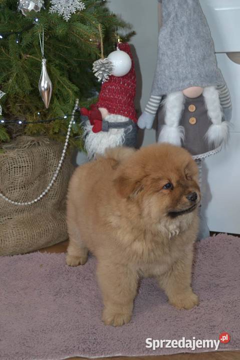 CHOW CHOW CZAU CZAU DO ODBIORU Warszawa