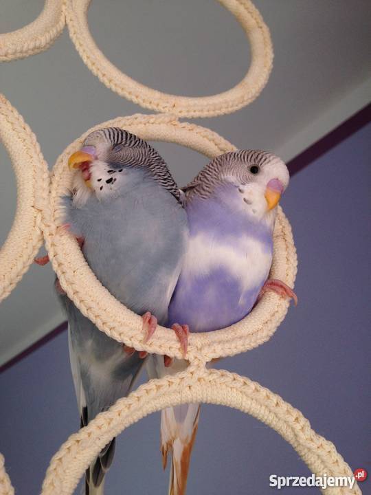 Papugi faliste ręcznie karmione Góra