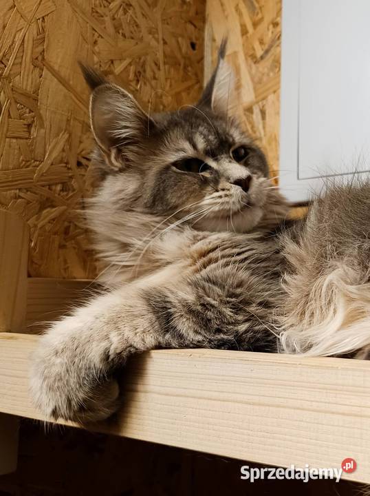 Oriel Wonder Maine Coon niebieska kotka z bielą Czempiń