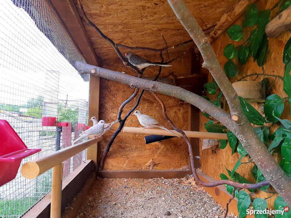 Sprzedam gołąbki diamentowe mazowieckie