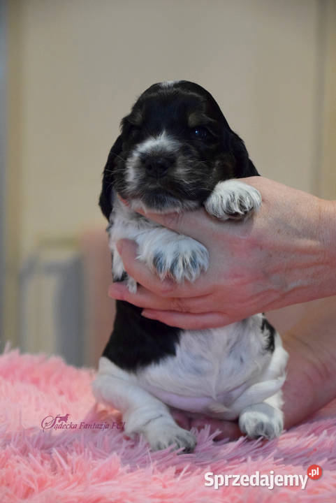 Cocker Spaniel Angielski Burbon Nowy Sącz