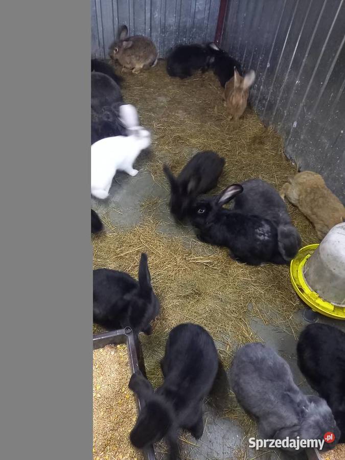 sprzedm kroliki Gryzonie Włocławek