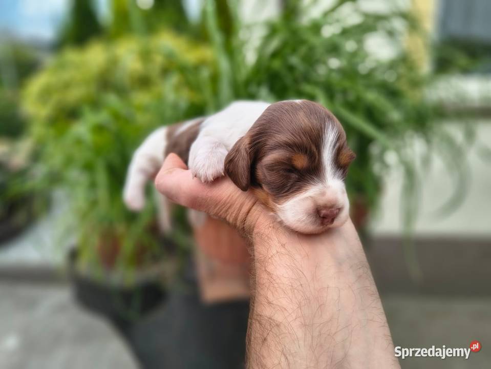 Jamnik długowłosy Piebald Choco Czekoladowy Żychlin
