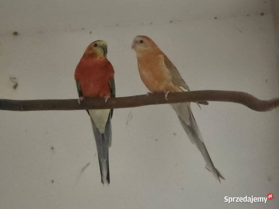 Papugi łąkówki podkarpackie Haczów sprzedam