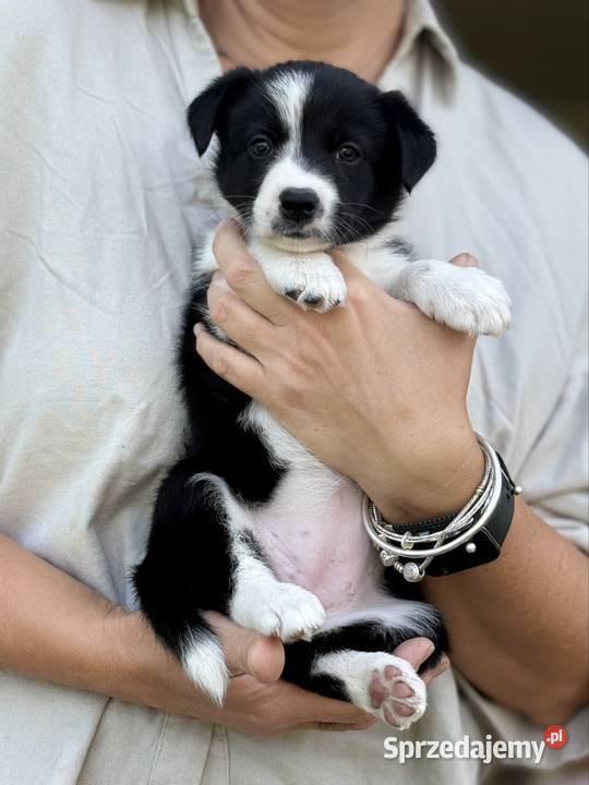 Szczenięta Border Collie FCI przebadanych Monkinie