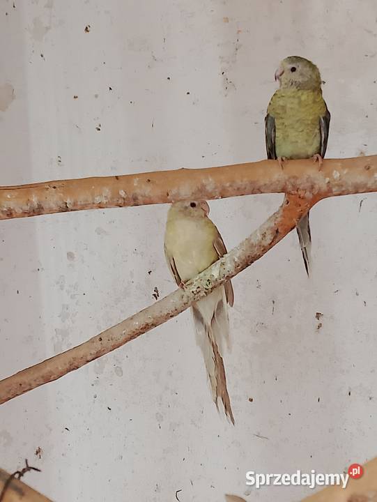 Świergotki różne kolory opolskie Strzeleczki