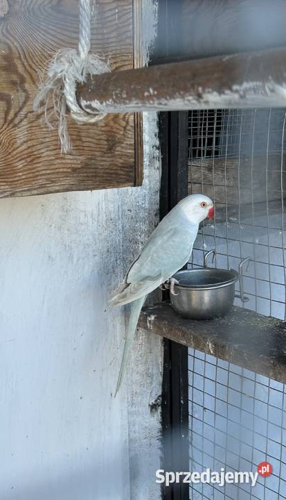 Parka Aleksandretty Raszków