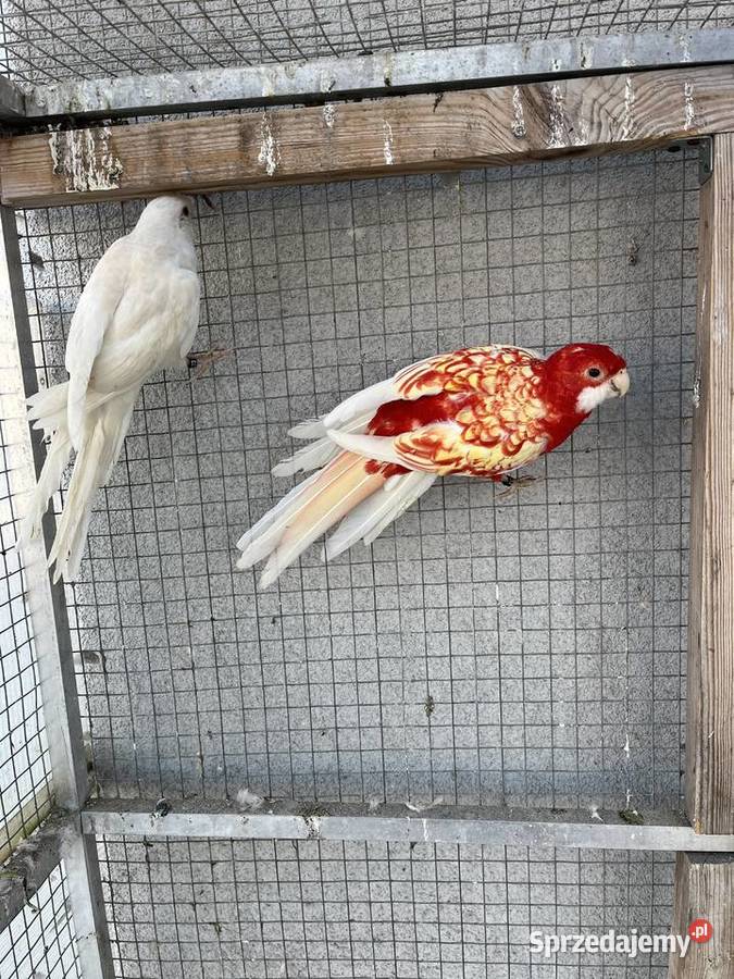 Rozelle królewskie 2025r Sośnicowice sprzedam