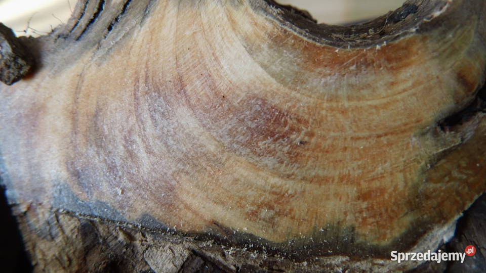 Noże Okładziny KapCzeczota Drewno Narzędzia Radzewice