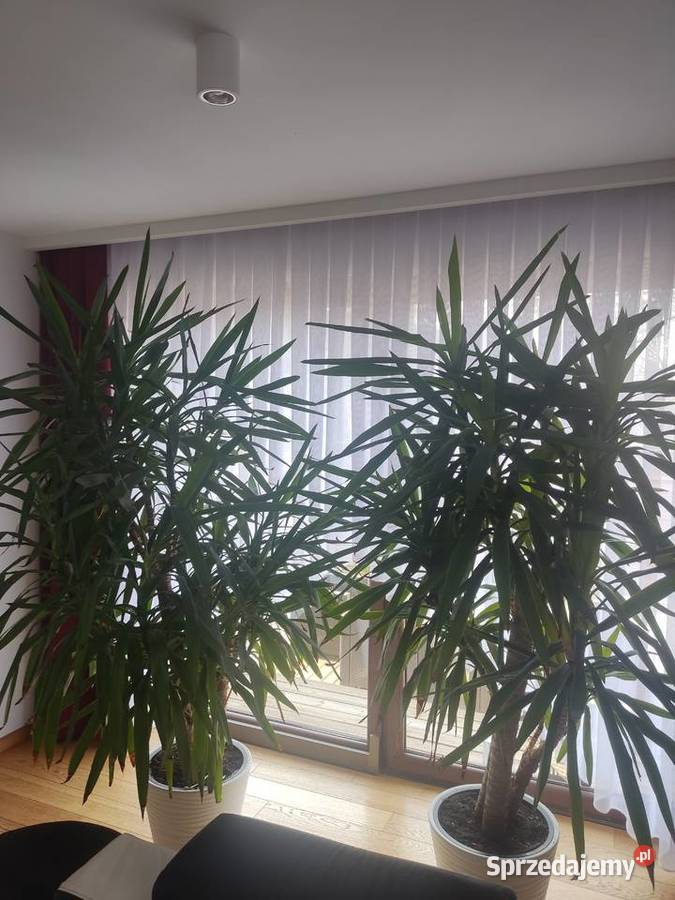 Sprzedam dwie piękne Juki