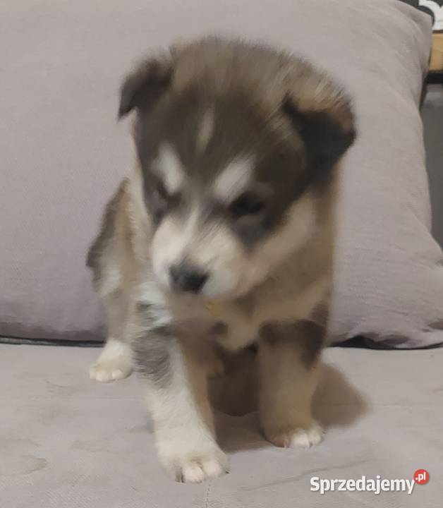 Alaskan Malamute suczka szczeniak Zwierzęta podkarpackie Przemyśl