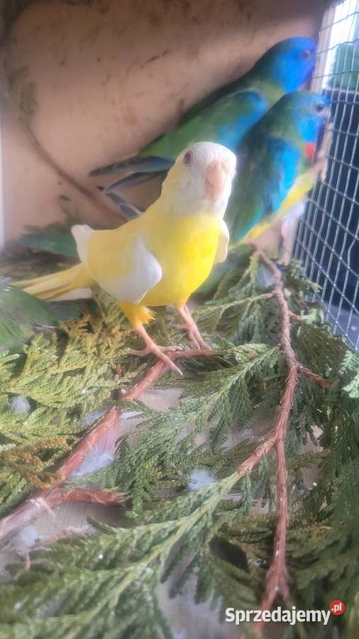 Papugi łąkówki wspaniałe Wieliczka