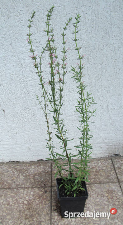 HYZOP LEKARSKI RÓŻOWY sadzonki w doniczkach Ustronie sprzedam