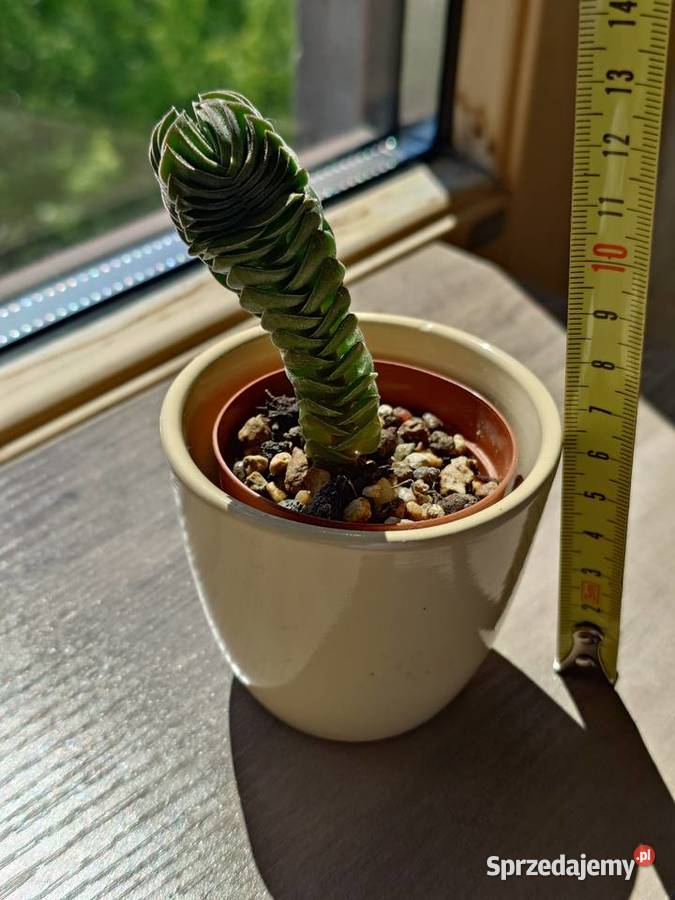Sukulent grubosz Crassula Buddhas Temple