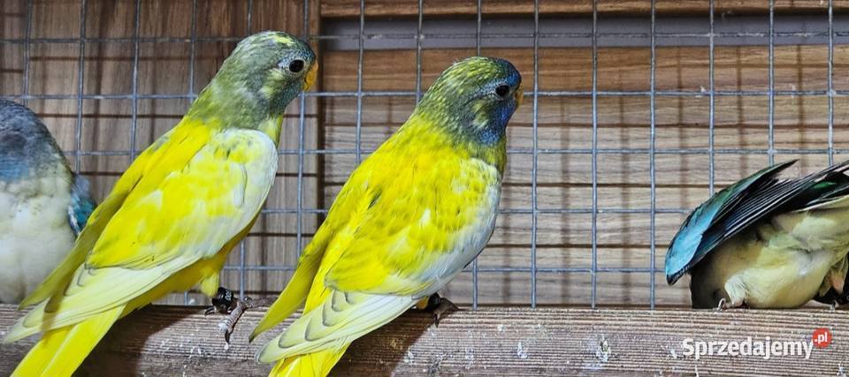 Łąkówki wspaniałe łąkówka papuga Ptaki Oborniki