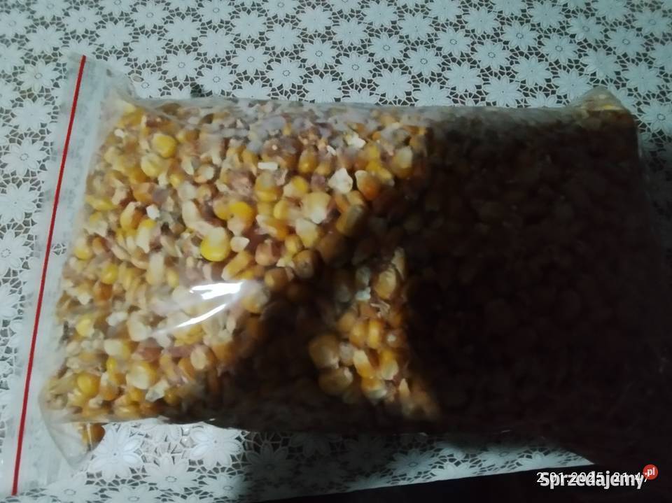 Kukurydza Kcynia sprzedam