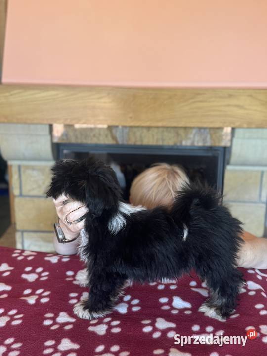 Piesek Lhasa Apso kuzyn Shih Tzu GOTOWY DO sprzedam