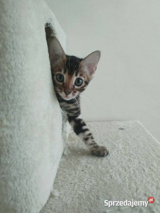 Koty Bengalskie kot bengalski miot C FPL Felis Iskrzynia