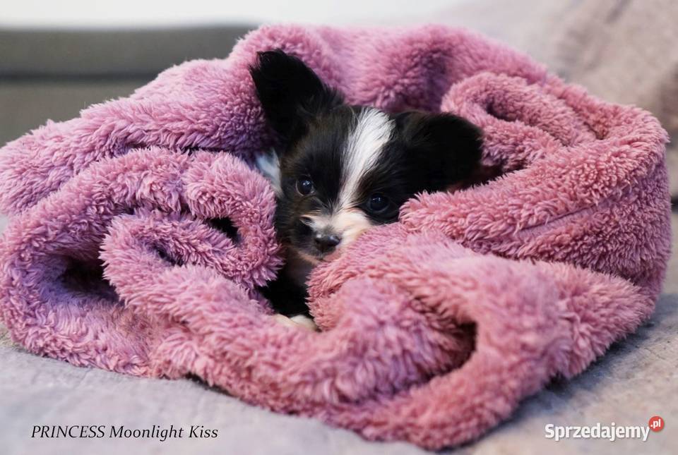 suczka papillon ZKwP FCI spaniel miniaturowy mazowieckie Warszawa