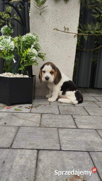 BEAGLE PIĘKNA SUNIA TRICOLOR GOTOWA DO ODBIORU łódzkie Łódź sprzedam