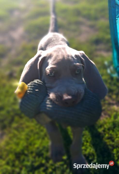 Wyżeł weimarski szczenięta gotowe do odbioru Żmigród sprzedam