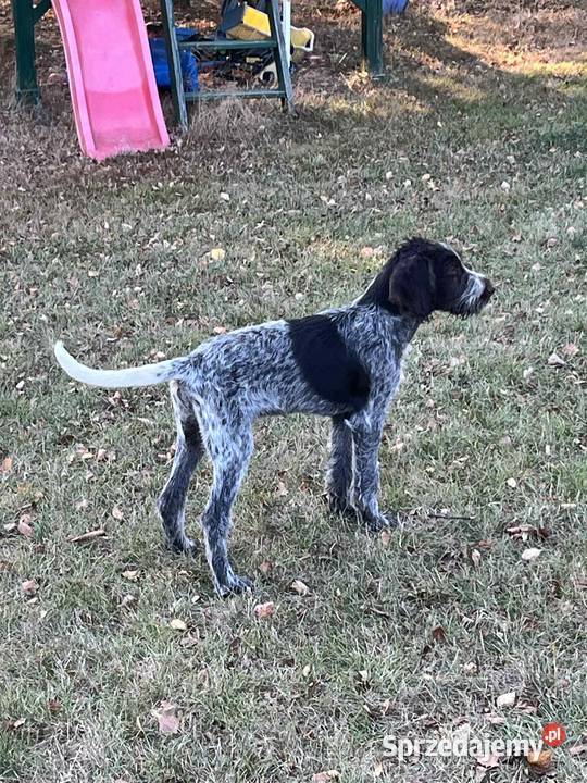 Wyżeł Czeski Fousek rodowód FCI pies myśliwski Pozostałe Sochaczew sprzedam